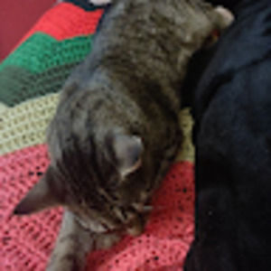 Meet your Posher, Troy